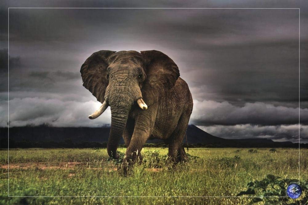 ANIMALS BLK-58 (24×36)